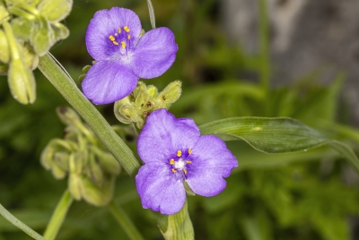 Spiderwort March 2025